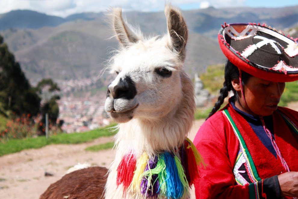 The importance of llamas for the life of the Peruvian people - Viajes Cusco