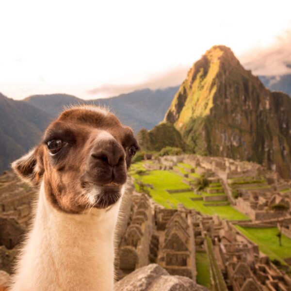 Llamas, alpacas, vicuñas y guanacos. La importancia de los animales andinos para el Perú